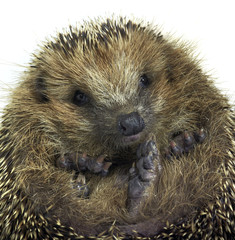 rolled-up hedgehog portrait