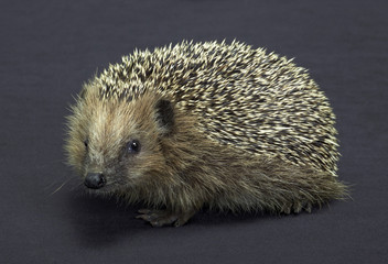 hedgehog in dark back