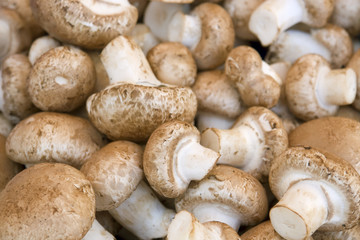 white mushroom background
