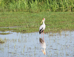 waterside scenery with Yellow-billed Stork