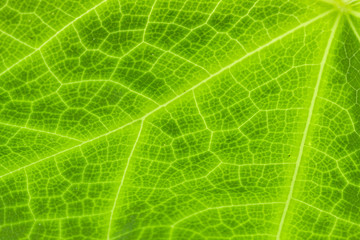 nervures feuille chouchou, chayotte, christophine