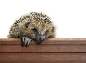 hedgehog and wooden panel