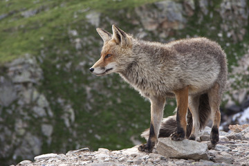 fox in a wildlife park in the Alps