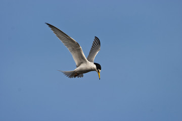 Tern tw0087