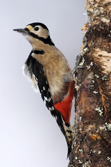 woodpecker tw0017