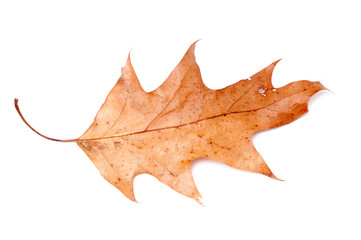 Naklejka premium dry brown leaf