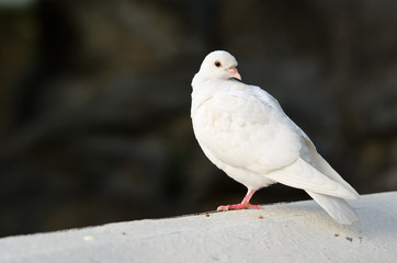 white pigeon