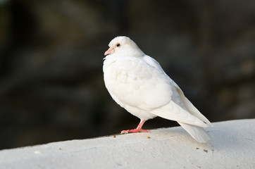 white pigeon