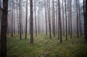 Fototapeta na wymiar Foggy forest