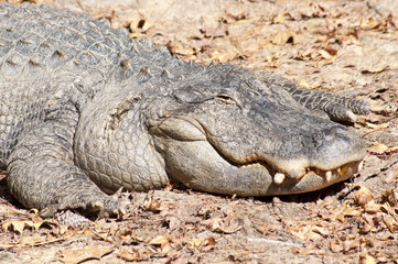 Close Up of Alligator