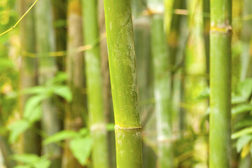 Fototapeta na wymiar A bamboo grove background