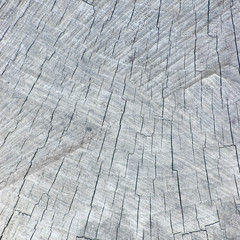 Old Weathered Grey Tree Stump Cut Texture Background