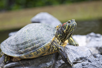 Obraz premium Tortoise on stone taking rest