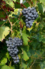 uva nera grappoli foglie resveratrolo buccia