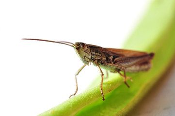 gemeiner Grashüpfer