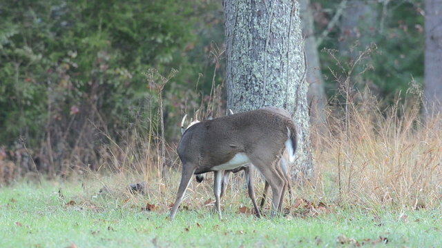 Two whitetail deer bucks sparring in an open meadow