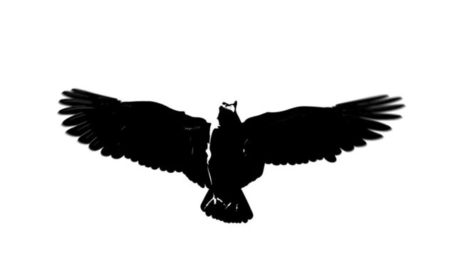 looping flying eagle in black isolated on white background