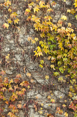 Colorful ivy wall background