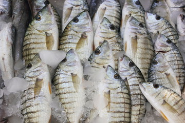 fresh fish on ice at fish mongers