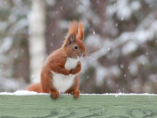 Red squirrel sitting on green fence in snow