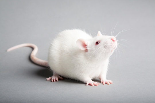71 Albino Rat Photos And Premium High Res Pictures Getty Images