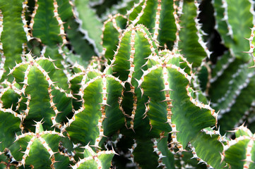 Green and White Cactus