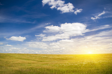 Fototapeta premium sunset on flower meadow.