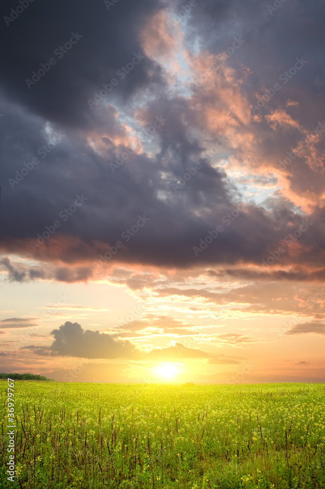 Poster sunset on flower meadow.