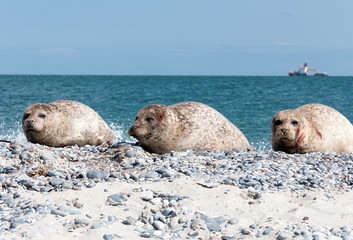 Fototapeta premium Robben auf Helgoland