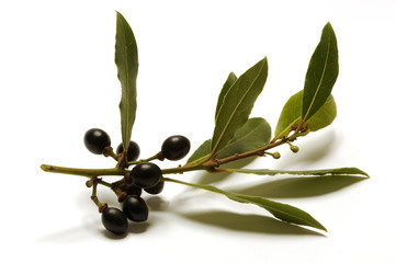 Laurus nobilis - 1