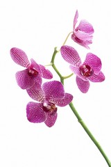 Flower orchids on white ground