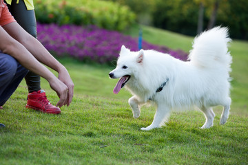 Samoyed dog running