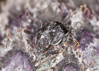 Small beetle feeding on thistle, extreme close-up