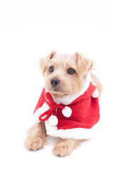 ノーフォークテリア クリスマス