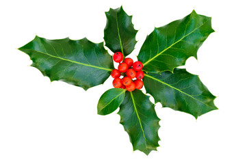 Holly leaves with red berries on a white background, isolated.