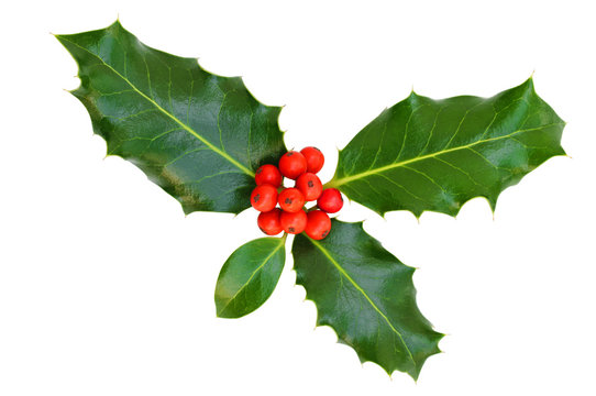 Holly leaves with berries on a white background, isolated.