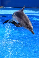 Afwasbaar Fotobehang Dolfijnen kleine dolfijn die uit het water springt