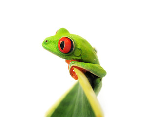 Rotaugenlaubfrosch 106, Agalychnis callidryas