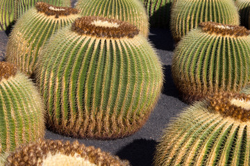 gr&uuml;ner runder Kaktus