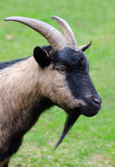 mountain goat on green grass background