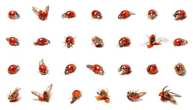 viele Marienk&auml;fer