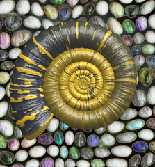 Ammonite on wet colorful stones