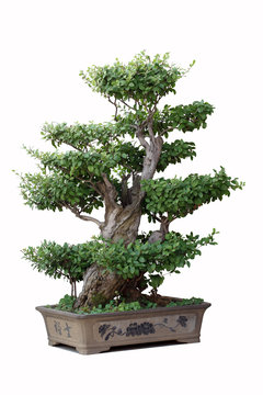 bonsai tree of elm