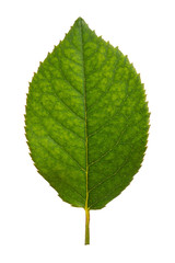 Green leaf