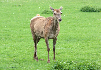 Red Deer on green grassland