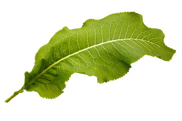 Green leaf
