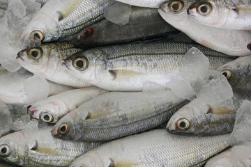 fresh fish display on ice