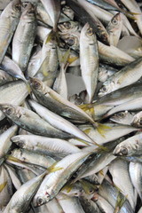 fresh sardine fish on ice at the fishmongers