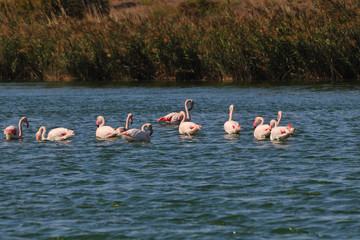 Greater Flamingos (Phoenicopterus roseus) in a pond in Camargue