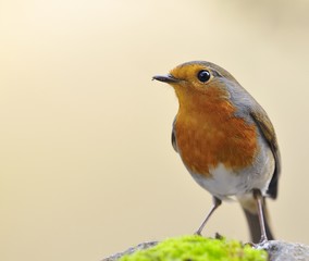 Fototapeta premium Petirrojo, Erithacus rubecula.